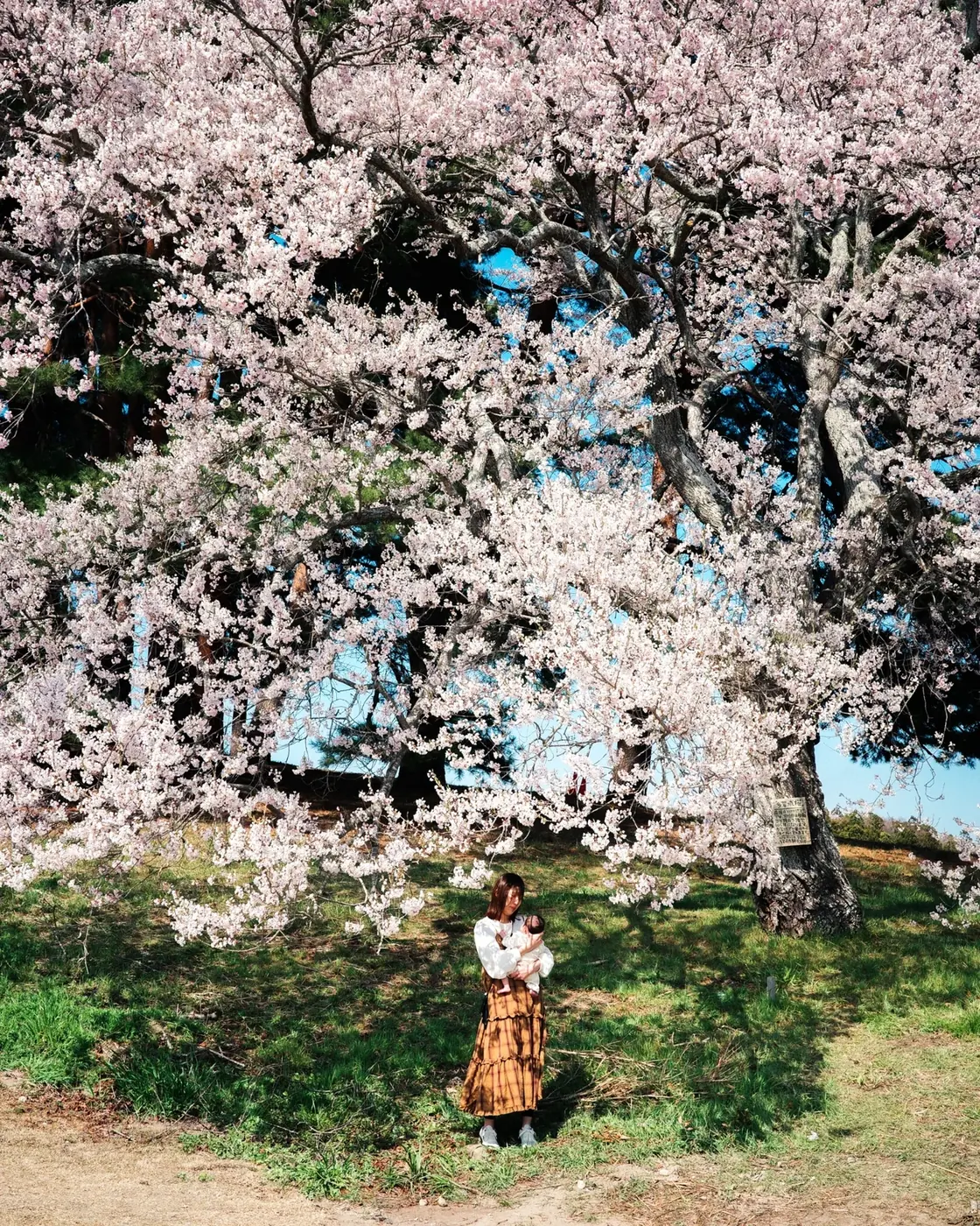 満開の桜の下、赤ちゃんを抱く人物