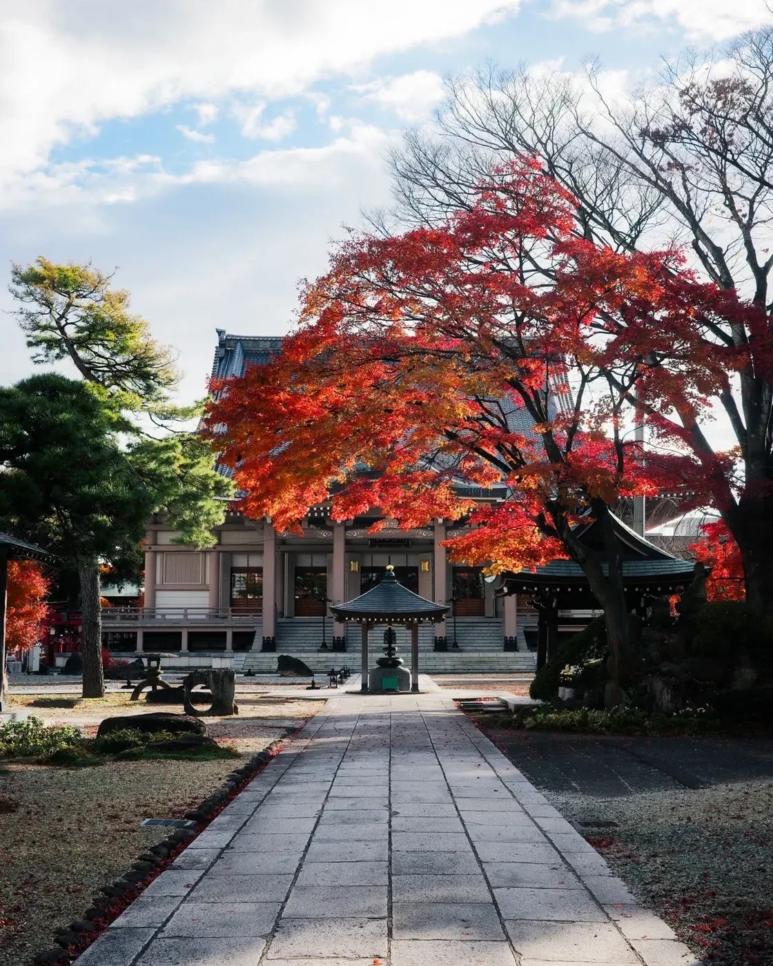 赤く色づく紅葉とお寺の参道